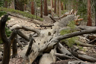 DSC_3278 (Large).JPG